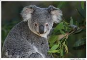 Wildlife Koala 1